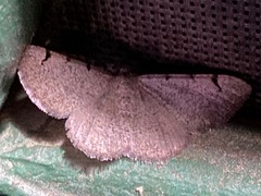 Digrammia triviata