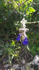 Salvia villosa
