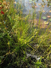 Carex cryptolepis