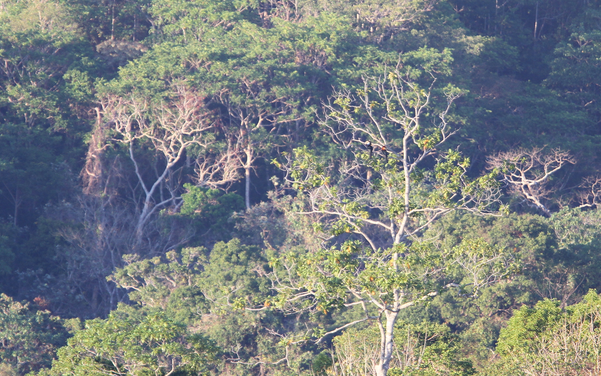 Sumba Hornbill (Rhyticeros everetti), photo 2