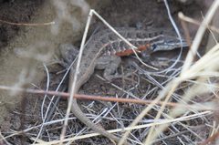 Sceloporus slevini