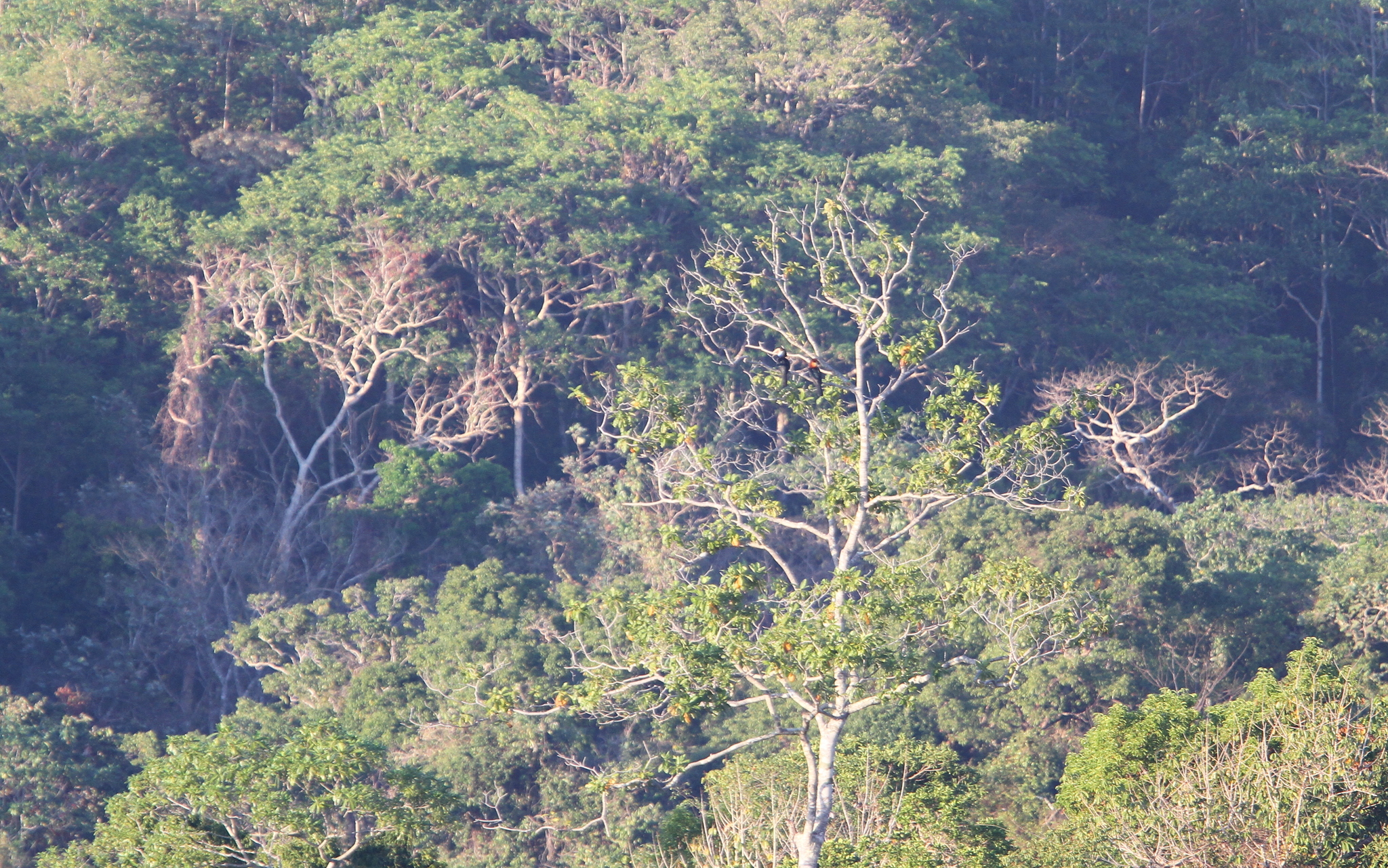 Sumba Hornbill (Rhyticeros everetti), photo 3