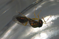 Halticoptera laevigata