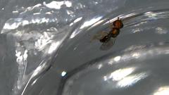 Halticoptera laevigata