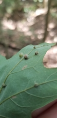 Dasineura communis