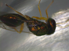 Halticoptera laevigata