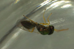 Halticoptera laevigata