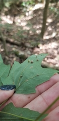 Dasineura communis