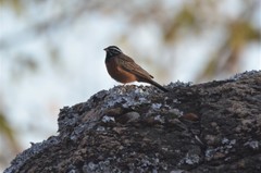 Emberiza tahapisi