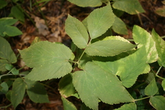 Aegopodium podagraria