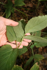 Aegopodium podagraria