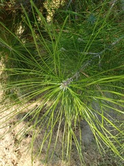 Pinus clausa