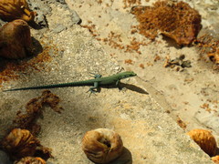 Dalmatolacerta oxycephala