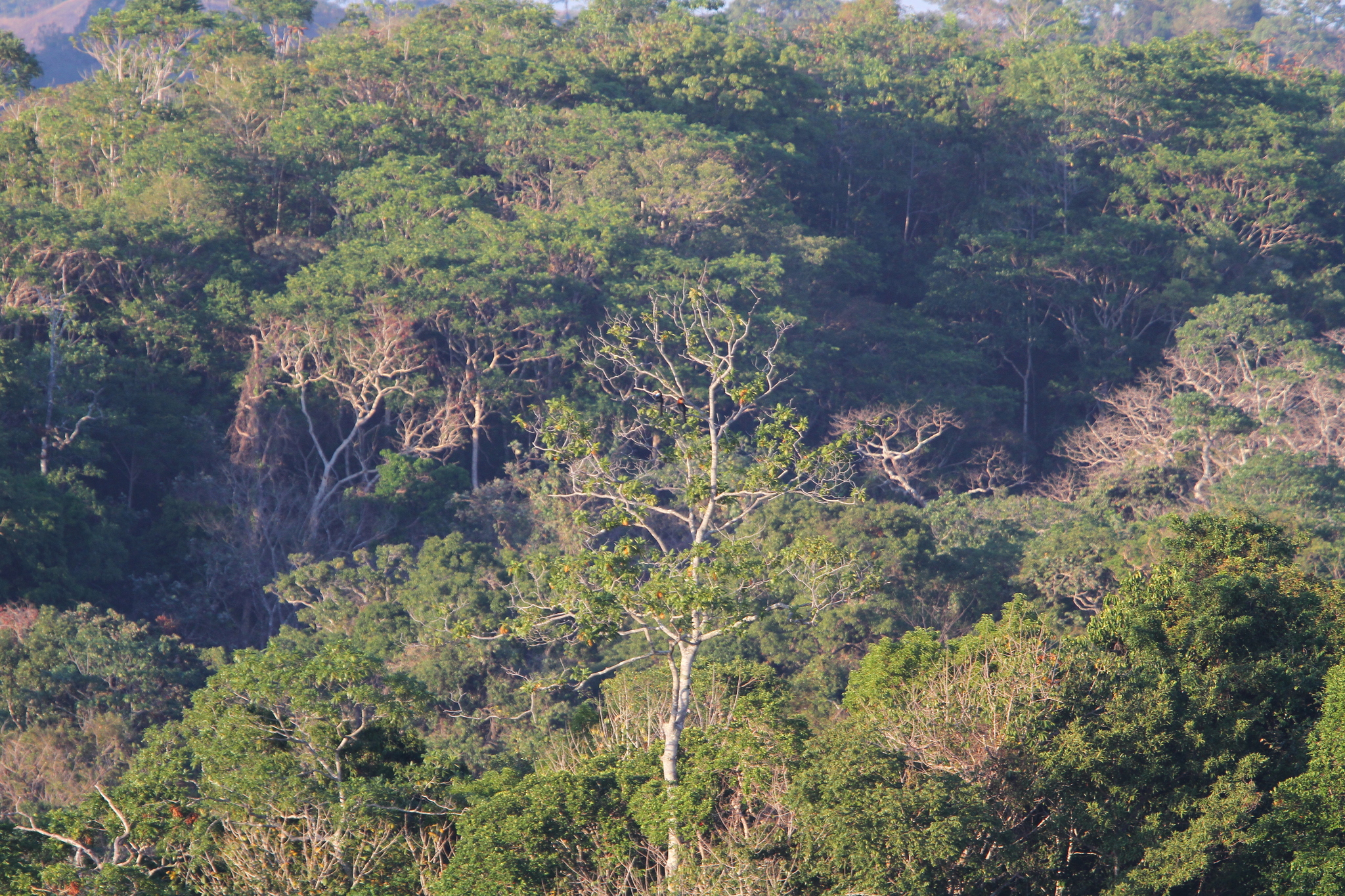Sumba Hornbill (Rhyticeros everetti), photo 6