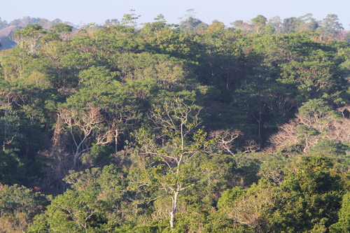 Sumba Hornbill (Rhyticeros everetti), photo 7