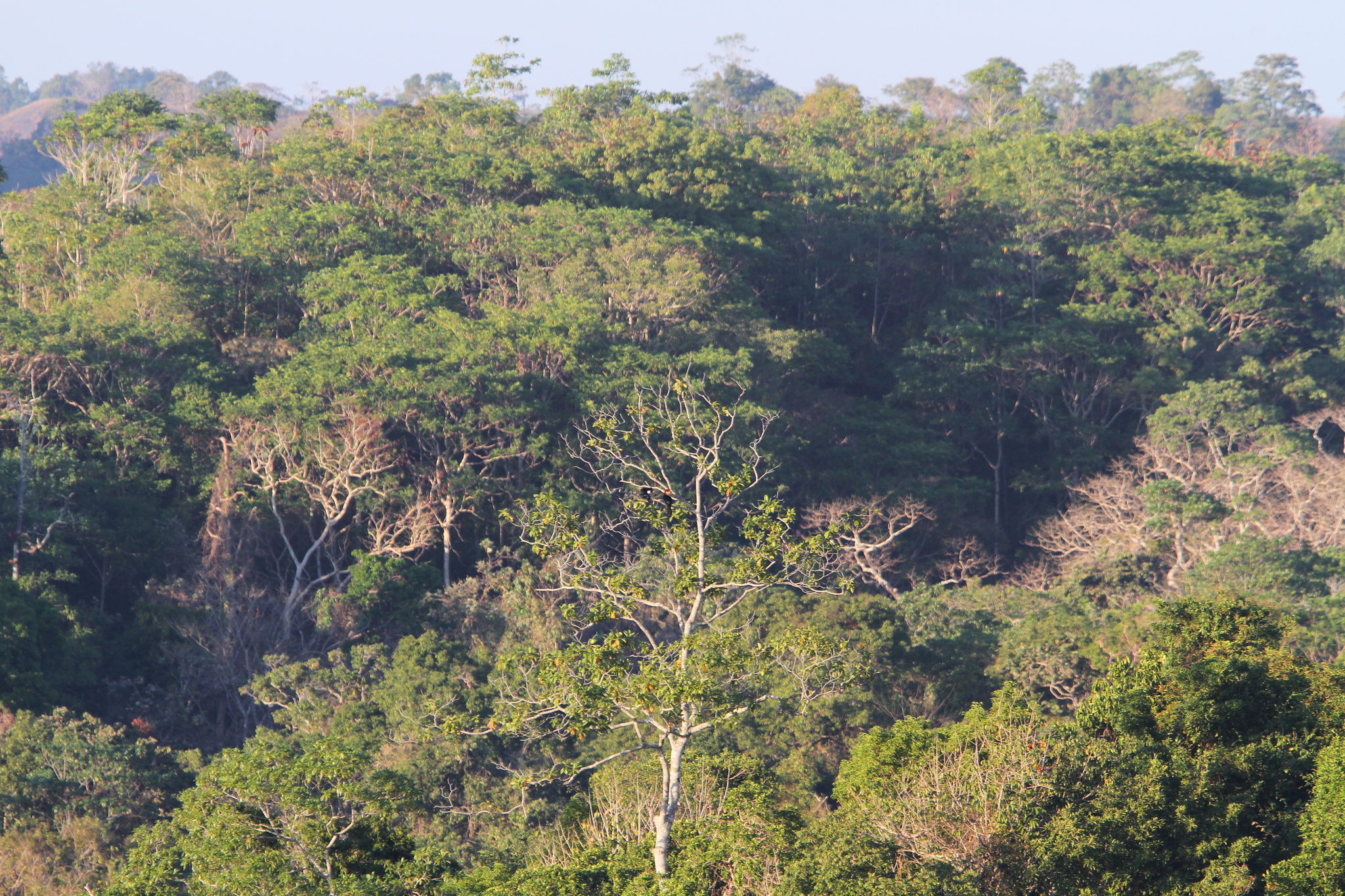 Sumba Hornbill (Rhyticeros everetti), photo 7