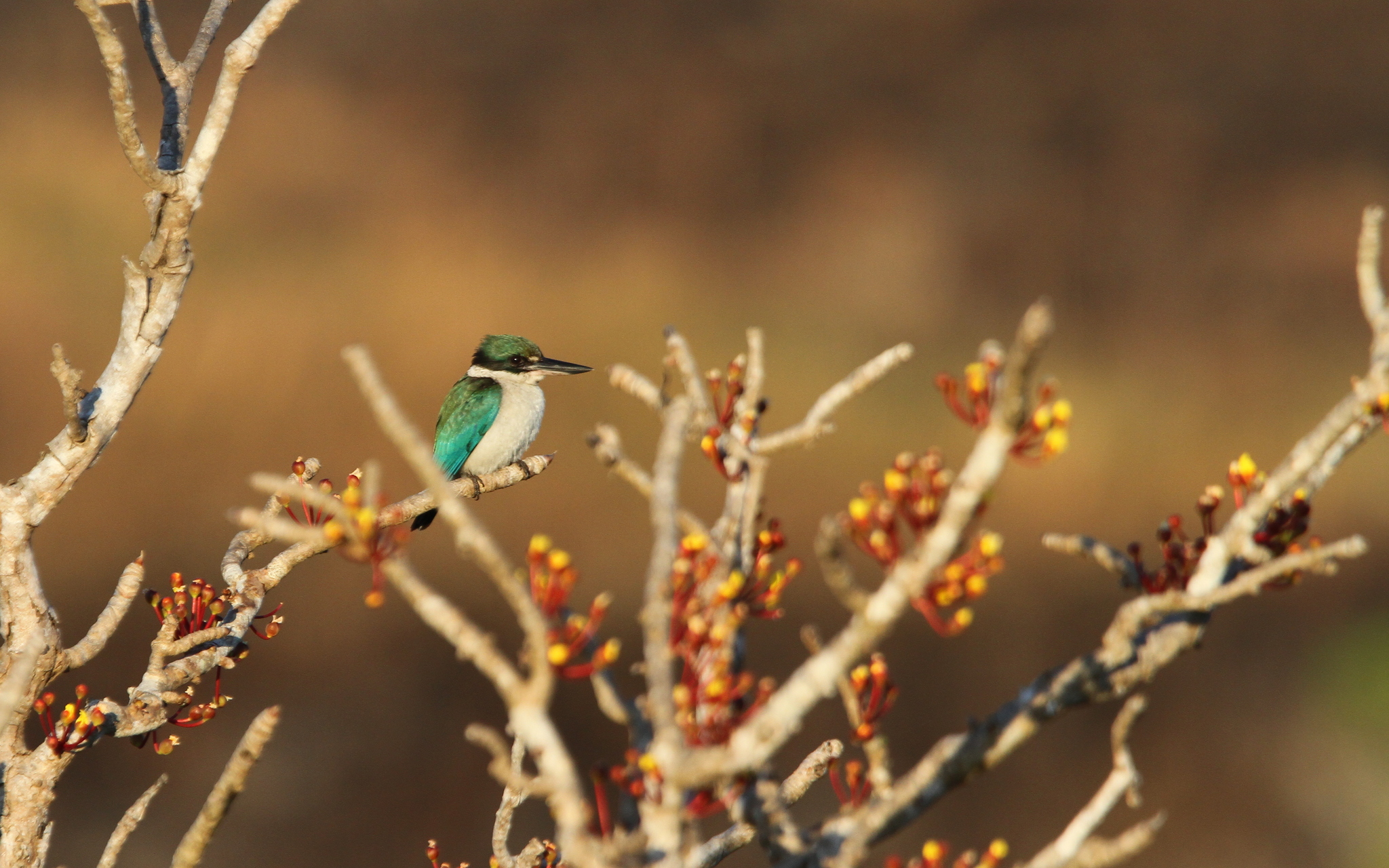 Collared Kingfisher (Todiramphus chloris)