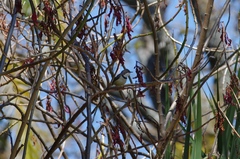 Apalis thoracica