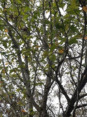 Torminalis glaberrima