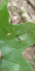 Dasineura communis