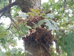 Thaumetopoea processionea