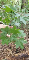 Dasineura communis