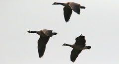 Branta canadensis parvipes
