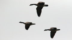 Branta canadensis parvipes