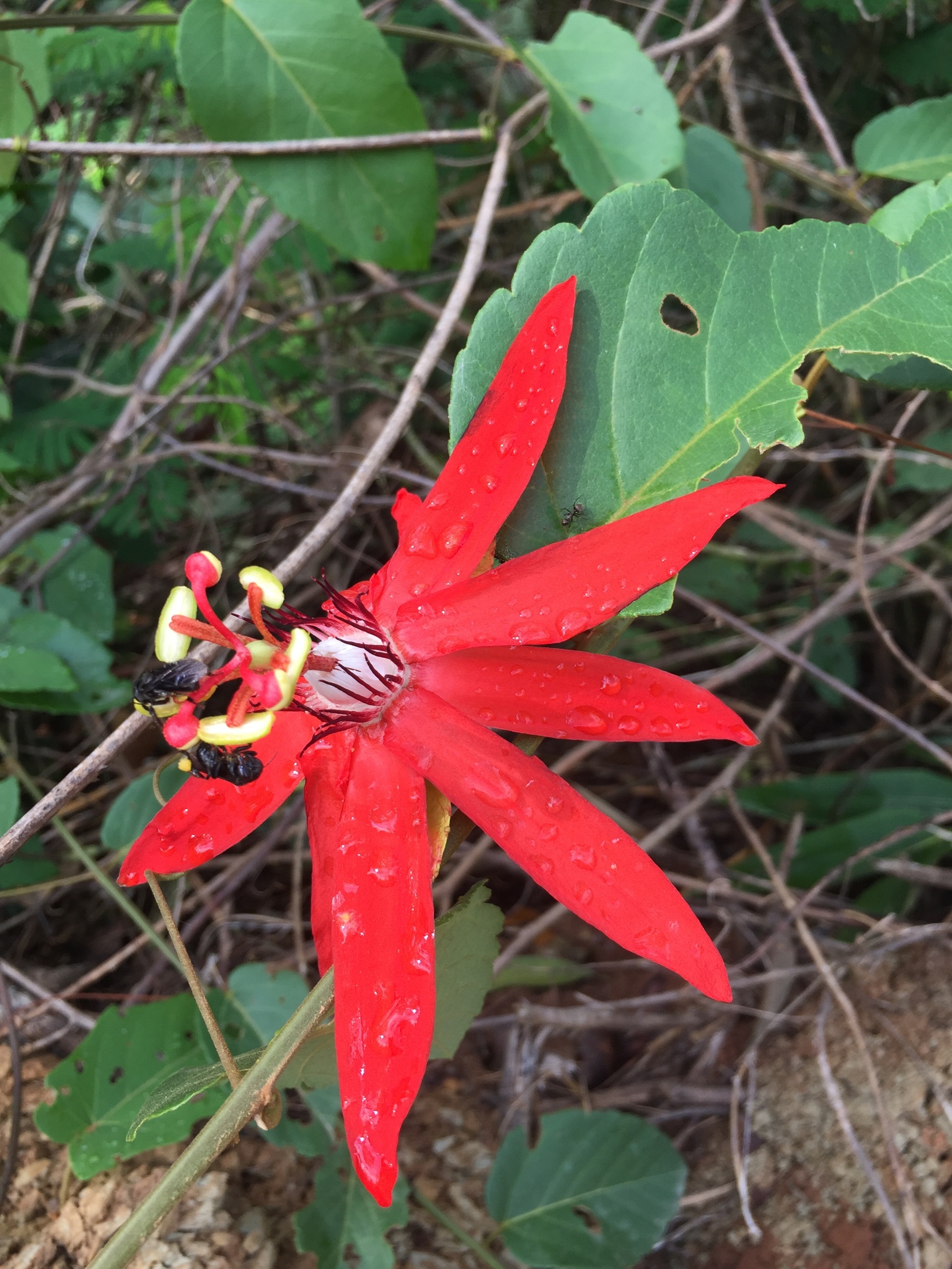 Passiflora miniata