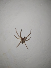 Olios sericeus