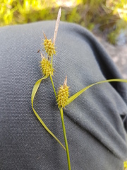 Carex cryptolepis