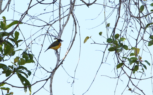 Tenggara Whistler (Pachycephala calliope), photo 5