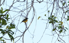 Pachycephala fulvotincta