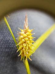 Carex cryptolepis