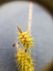 Carex cryptolepis