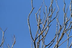 Myiagra ruficollis