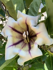 Solandra maxima