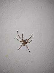 Olios sericeus