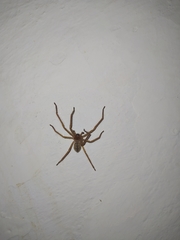 Olios sericeus