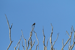 Myiagra ruficollis