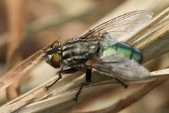 Sarconesia chlorogaster