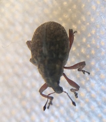 Rhinoncus inconspectus