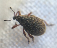 Rhinoncus inconspectus