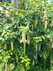 Gmelina philippensis