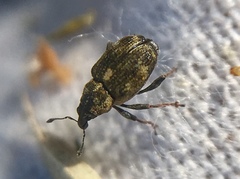 Rhinoncus perpendicularis