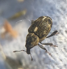 Rhinoncus perpendicularis