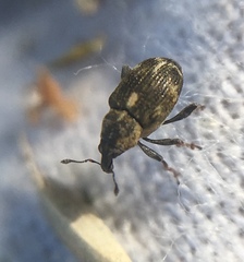 Rhinoncus perpendicularis