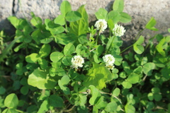 Trifolium repens