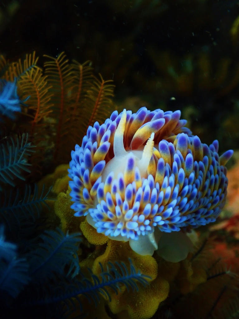 Gasflame Nudibranch