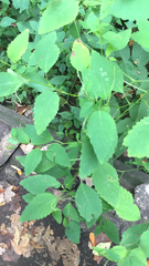 Impatiens pallida